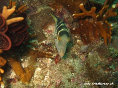 Canthigaster valentini (Sattelspitzkopfkugelfisch)